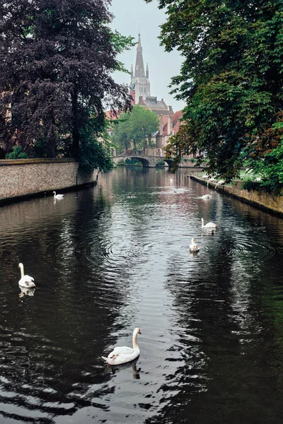 Bruges canal with white swans between old trees with Church of Our Lady in the background. Brugge, Belgium — Stock Photo, Image