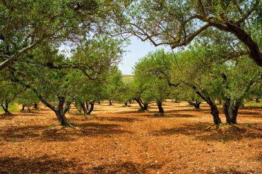 Yunanistan 'ın Girit kentinde zeytin yağı üretimi için zeytin ağaçları Olea europaea