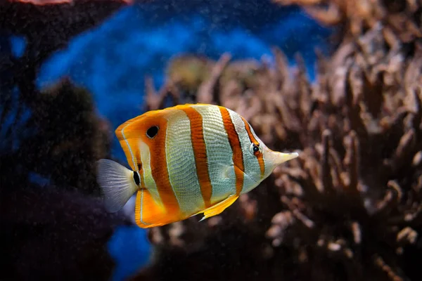 Butterflyfish de cobre Chelmon rostratus — Fotografia de Stock