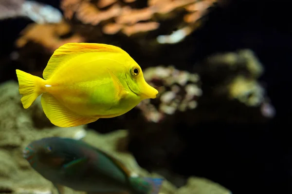 Желтый тан Zebrasoma flavescens рыбы под водой в море — стоковое фото
