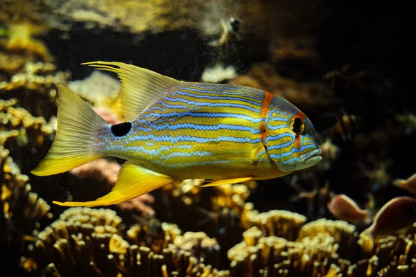 Sailfin snapper Symphorichthys spilurus azul-forrado peixe dourado subaquático no mar — Fotografia de Stock