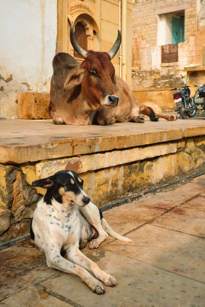 通りにはインドの牛が休んでいる — ストック写真
