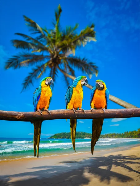 Guacamayo azul y amarillo Ara ararauna loros — Foto de Stock