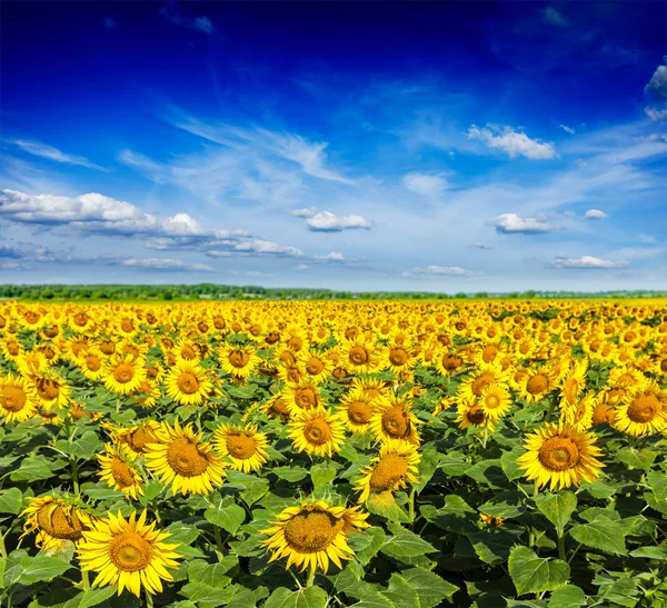 Solrosfält och blå himmel — Stockfoto