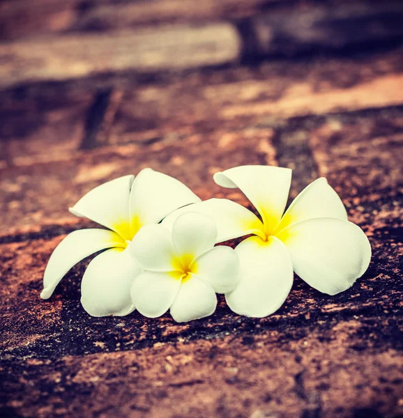 Frangipani plumeria çiçekler — Stok fotoğraf