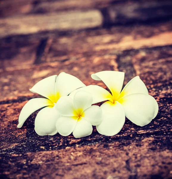 Frangipani Plumeria flores —  Fotos de Stock