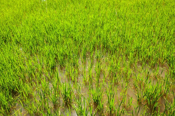 Arroz paddy campo de perto — Fotografia de Stock