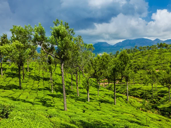 Zelené čajové plantáže v Munnar, Kerala, Indie — Stock fotografie