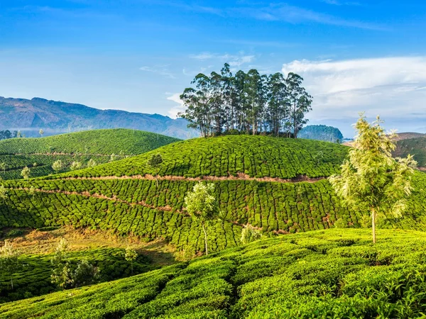 Munnar, Kerala, Hindistan 'daki yeşil çay tarlaları. — Stok fotoğraf