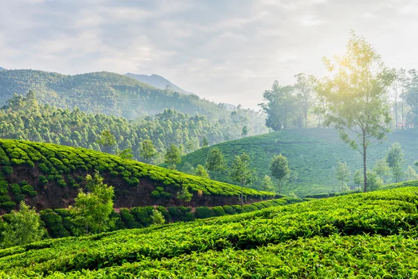 Plantații de ceai verde în Munnar, Kerala, India — Fotografie, imagine de stoc