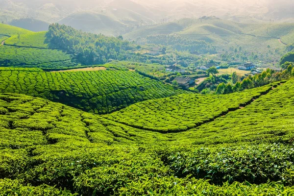 Zelené čajové plantáže v Munnar, Kerala, Indie — Stock fotografie