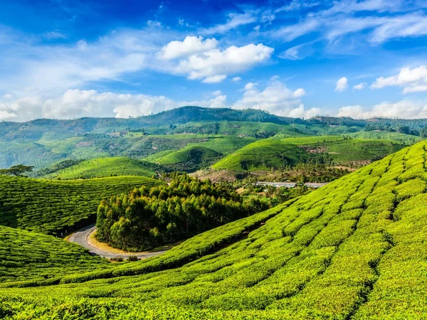 Gröna teplantager i Munnar, Kerala, Indien — Stockfoto