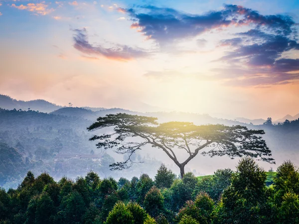 Einsamer Baum am Sonnenaufgang in Hügeln — Stockfoto