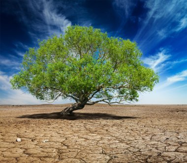 Lonely green tree on cracked earth clipart