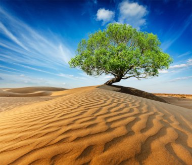 Çöl dunes içinde yalnız yeşil ağaç