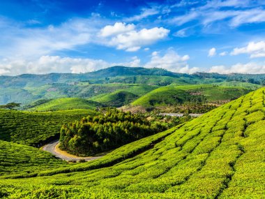 Munnar, Kerala, Hindistan 'daki yeşil çay tarlaları.