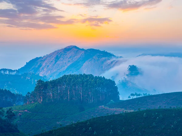 Plantações de chá verde em Munnar, Kerala, Índia — Fotografia de Stock