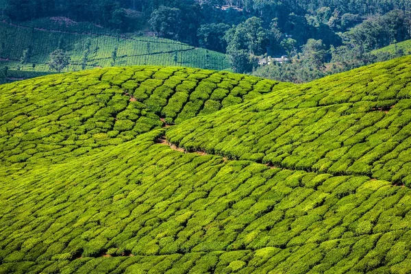 Zelené čajové plantáže v Munnar, Kerala, Indie — Stock fotografie
