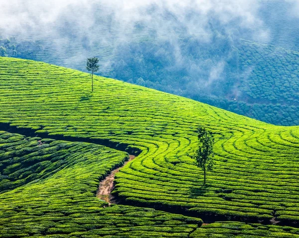 Plantations de thé vert à Munnar, Kerala, Inde — Photo