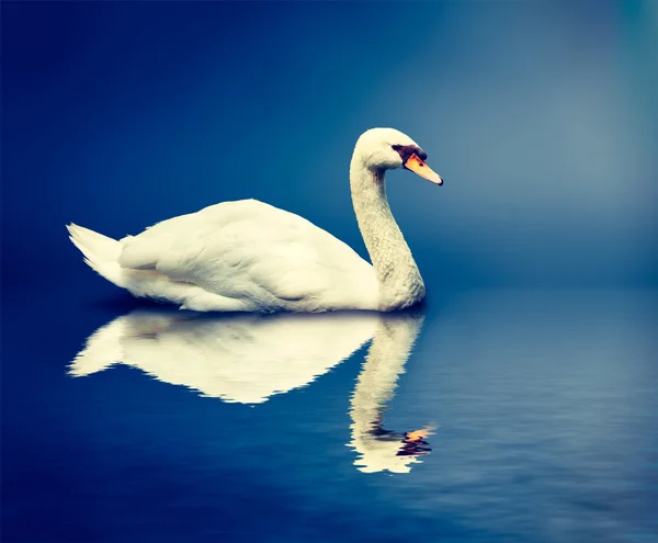 白鳥の色をミュート — ストック写真