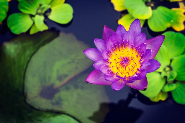 Purple lotus — Stockfoto