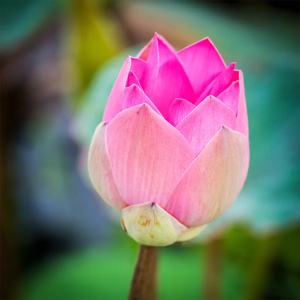 Lotus da vicino — Foto Stock