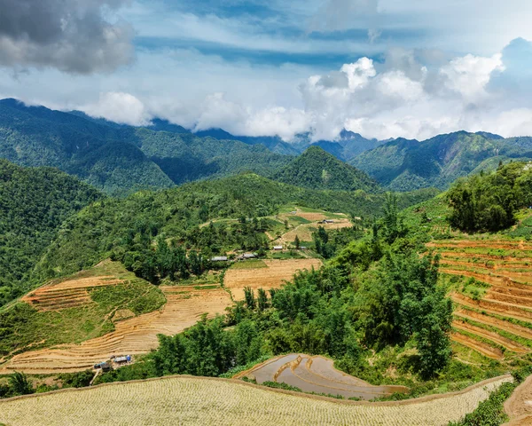 Veld rijstvelden. in de omgeving van sapa, vietnam — Stockfoto