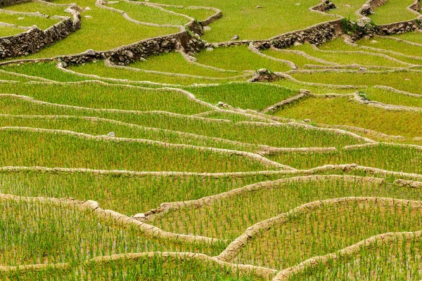 Pirinç tarlaları. Vietnam — Stok fotoğraf