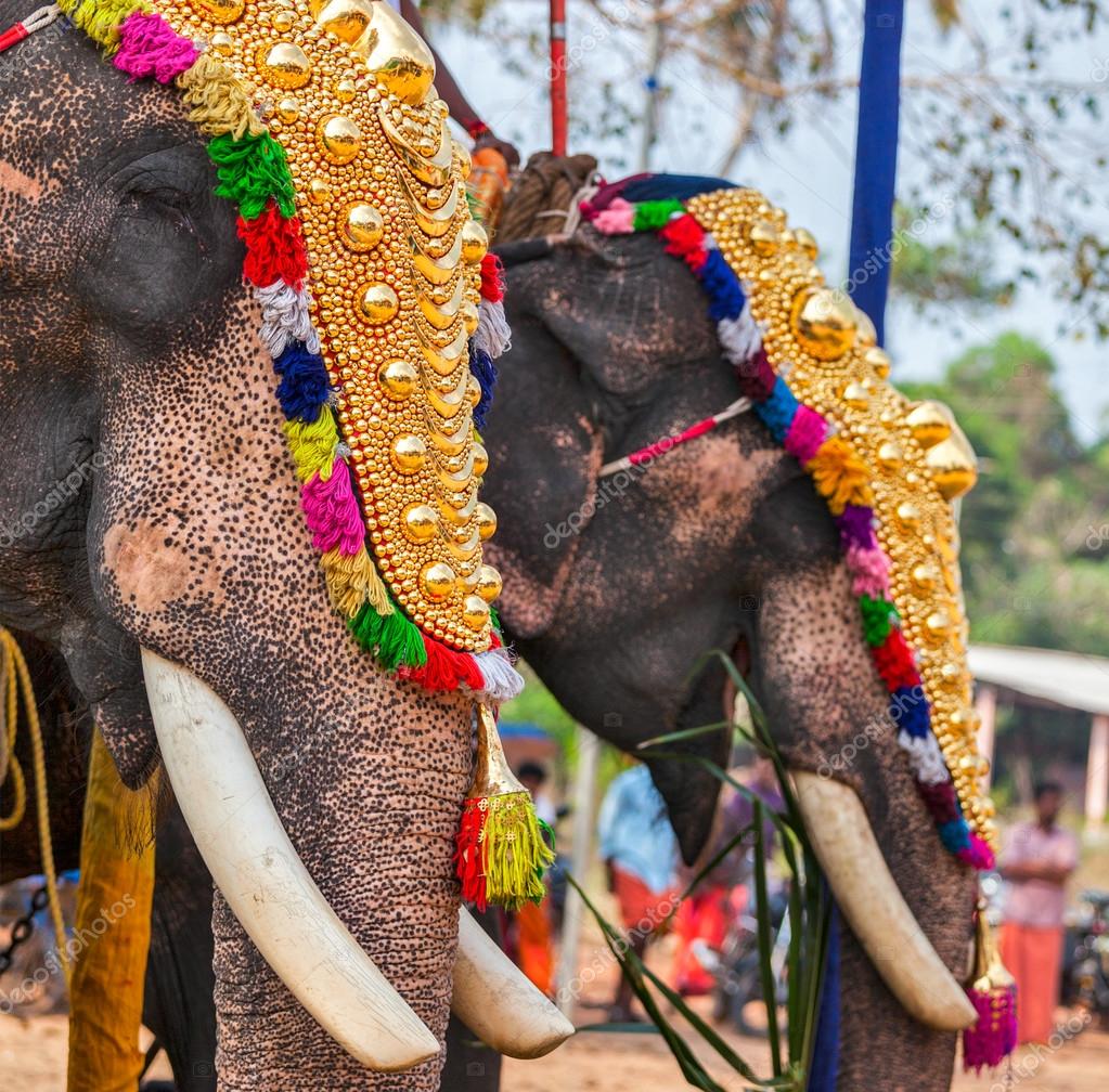 Decorated elephants in Hindu temple at festival Stock Photo by