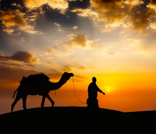 Camaleer motorista de camelo com camelos em dunas do deserto — Fotografia de Stock