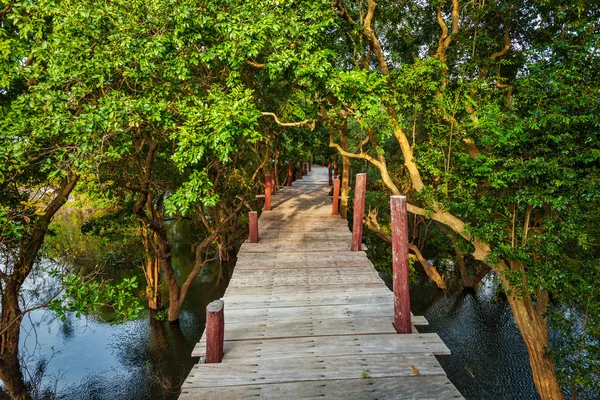 Wooden bridge in flooded rain forest jungle of mangrove trees — Stock Photo, Image