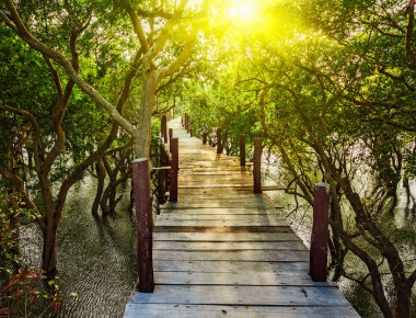 Wooden bridge in flooded rain forest jungle of mangrove trees clipart