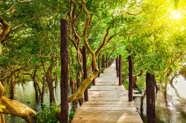 Wooden bridge in flooded rain forest jungle of mangrove trees clipart
