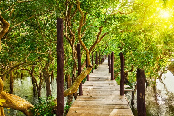 Wooden bridge in flooded rain forest jungle of mangrove trees — Stock Photo, Image