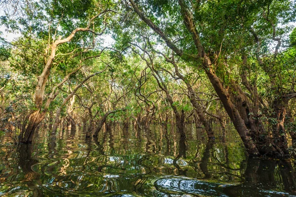 Mangrov yağmur ormanlarında sular altında ağaçlar — Stok fotoğraf