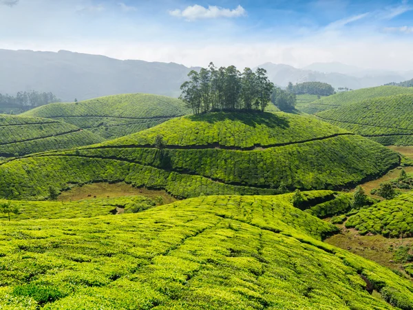 Plantaciones de té — Foto de Stock