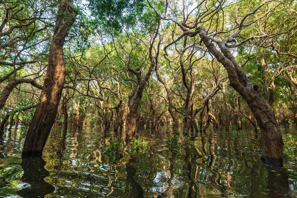 Arbres inondés dans la forêt tropicale de mangroves — Photo