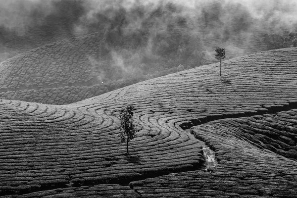 Zelené čajové plantáže v Munnar, Kerala, Indie — Stock fotografie