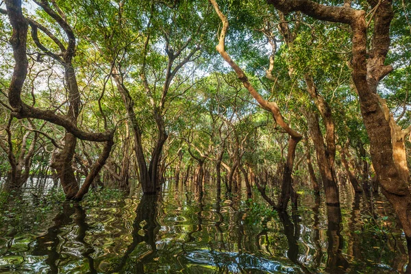 洪水淹没的树林，在树林雨 — 图库照片