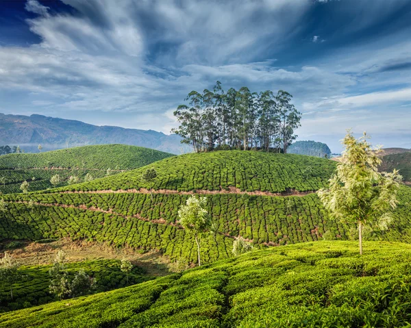 Gröna teplantager i Munnar, Kerala, Indien — Stockfoto