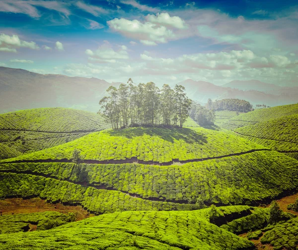 Plantaciones de té — Foto de Stock