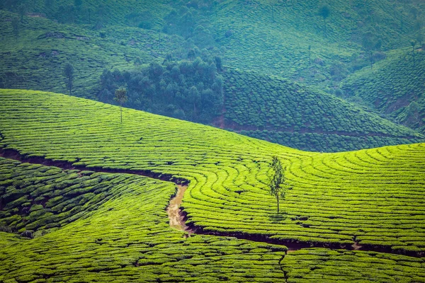 Grünteeplantagen in Munnar, Kerala, Indien — Stockfoto