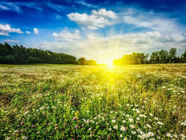 Campo de pradera floreciente de verano — Foto de Stock