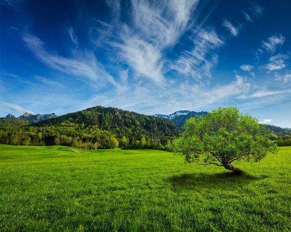 Alpejska łąka w Bawarii, Niemcy — Zdjęcie stockowe