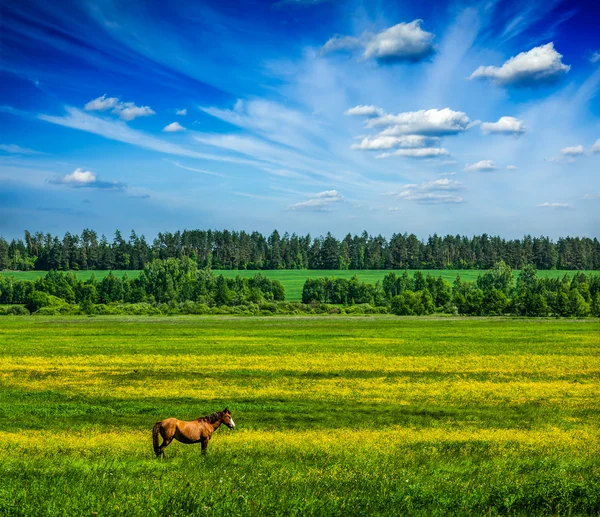 Весной зеленый пейзаж с лошадью — стоковое фото