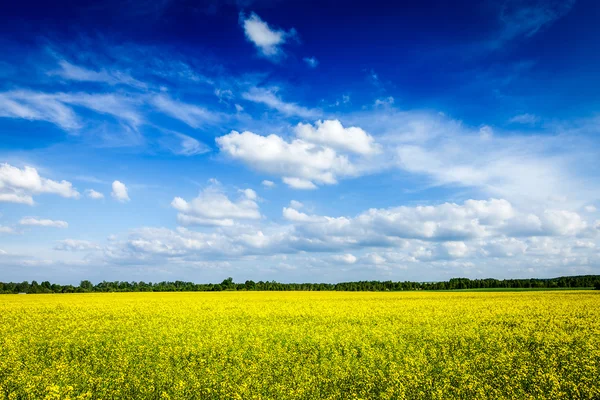 Primavera verão fundo canola campo e céu azul — Fotografia de Stock