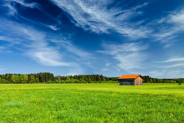 Zomer weide — Stockfoto