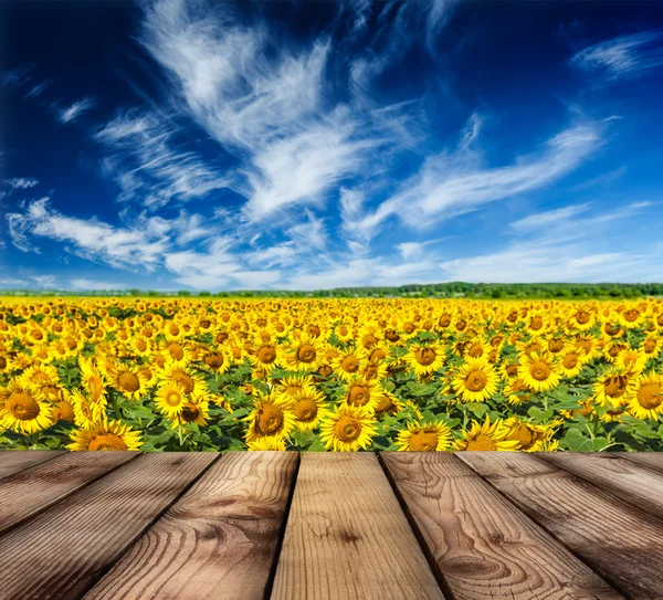 Wooden floor with sunflower field and blue sky in background — Stock Photo, Image