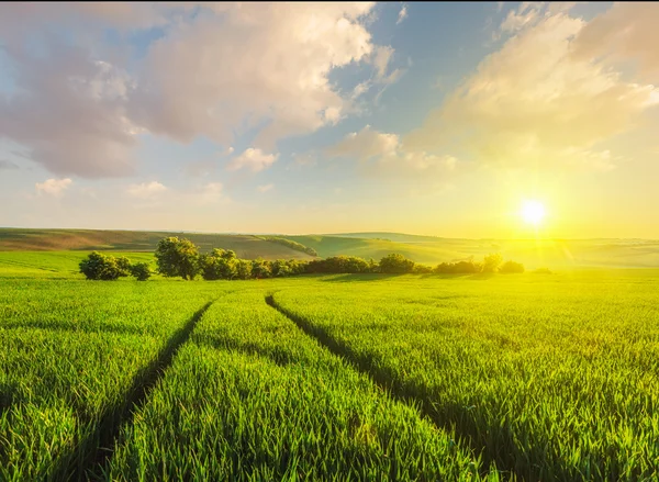 Pôr do sol no campo — Fotografia de Stock