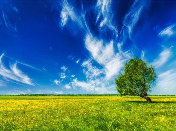 Primavera estate campo verde paesaggio paesaggio con albero singolo — Foto Stock